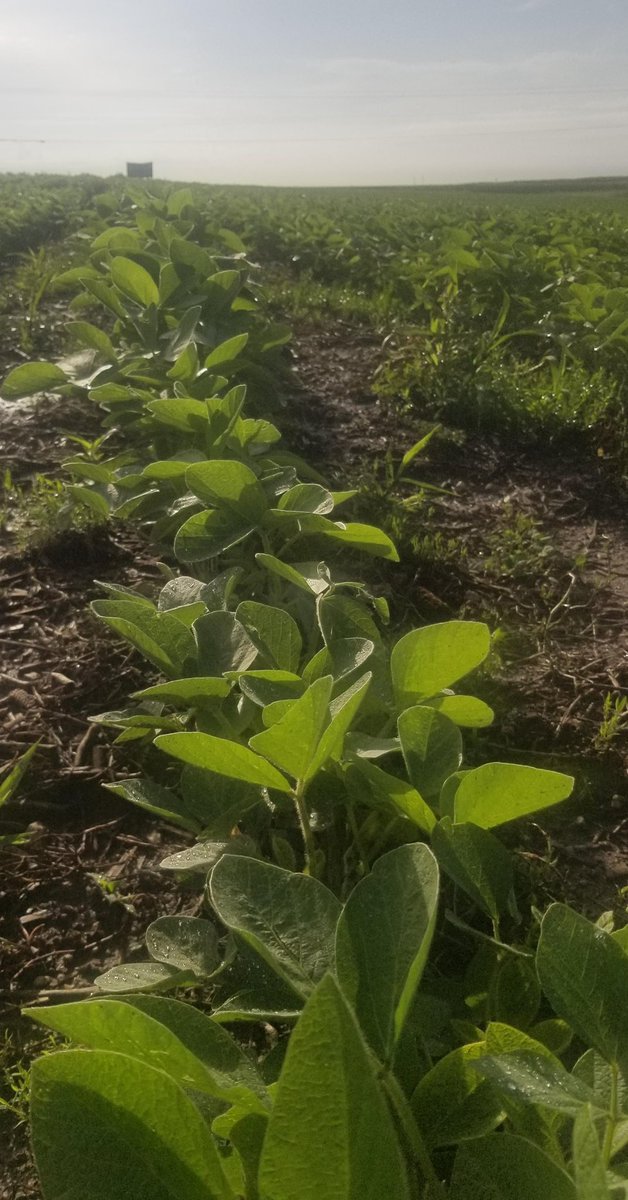 The Big Show (@bigshowfarm) on Twitter photo ⏰Time for a soybean update!⏰
The beans are loving the heat units and moisture! They will be in the V4 stage this week! Stay up to date on the soybeans by checking out <a href="/DMACCAgriBus/">DMACC Agribusiness</a> plot cam at the link below⤵️
dmacc.edu/farm/farmcam/i… ⏰Time for a soybean update!⏰
The beans are loving the heat units and moisture! They will be in the V4 stage this week! Stay up to date on the soybeans by checking out <a href="/DMACCAgriBus/">DMACC Agribusiness</a> plot cam at the link below⤵️
dmacc.edu/farm/farmcam/i…