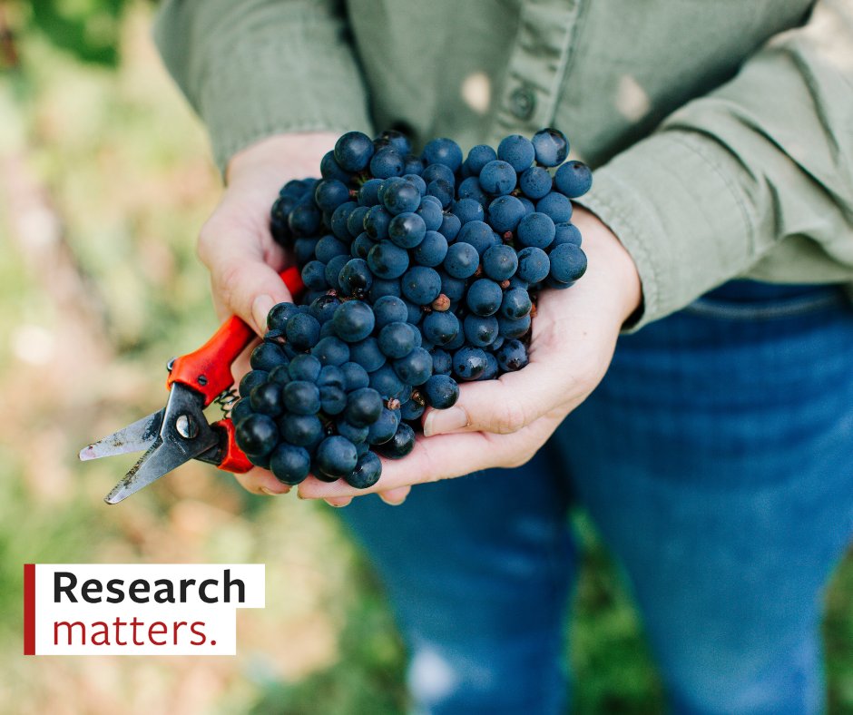 Cornell AgriTech (@cornellagritech) on Twitter photo 🍇 Traminette. Cayuga White. Everest.
Just a few of the 60 grape varieties bred at <a href="/Cornell/">Cornell University</a> — powering NY’s grape & wine industry.
Perks:
🌱 Fewer sprays, lower costs
🍷 Unique wines & fresh flavors
💵 $100M+ in wine made yearly from Cornell grapes
Cornell.edu/Research 🍇 Traminette. Cayuga White. Everest.
Just a few of the 60 grape varieties bred at <a href="/Cornell/">Cornell University</a> — powering NY’s grape & wine industry.
Perks:
🌱 Fewer sprays, lower costs
🍷 Unique wines & fresh flavors
💵 $100M+ in wine made yearly from Cornell grapes
Cornell.edu/Research