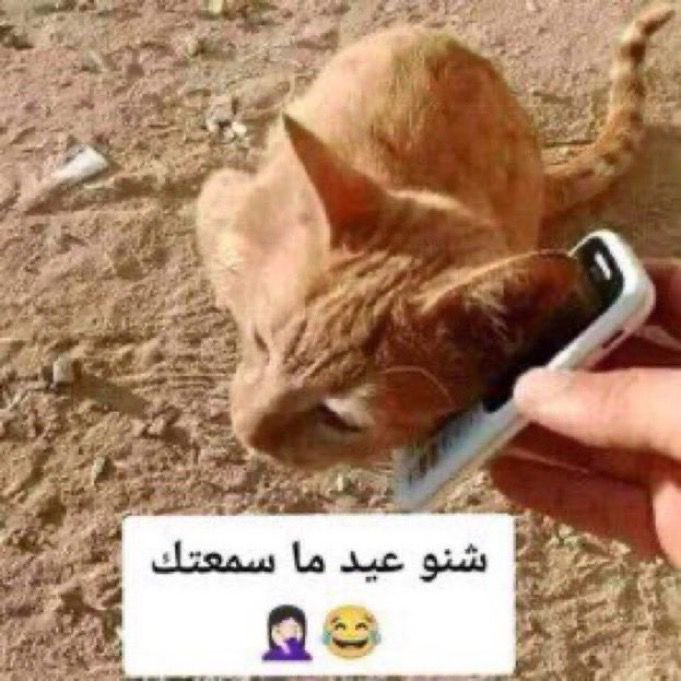 BoHakim tweet media