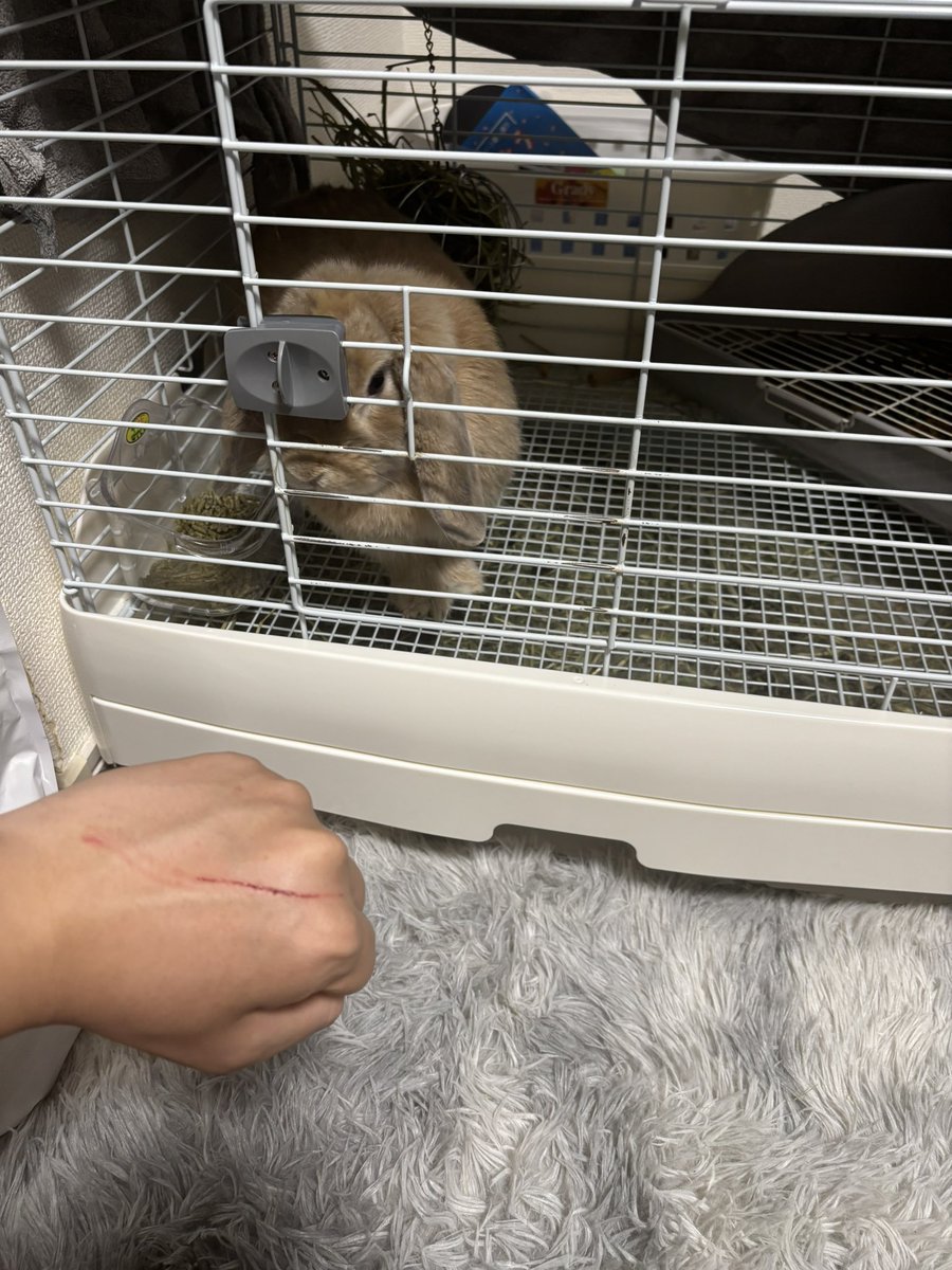 うさぎに引っ掻かれた🐰