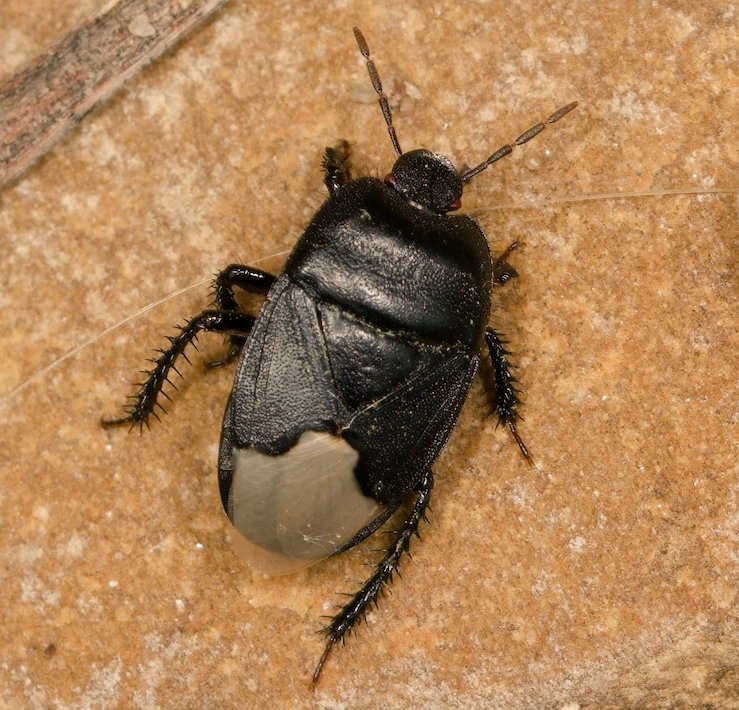 Wolfsmilch-Erdwanze (Cydnus aterrimus), Sehnde Garten, 25.6.2025. Ein Blick in die Daten auf Citizen-Science-Plattformen deutet darauf hin, dass Sehnde beziehungsweise die Region Hannover das nördlichste bekannte Verbreitungsgebiet dieser Art ist.
