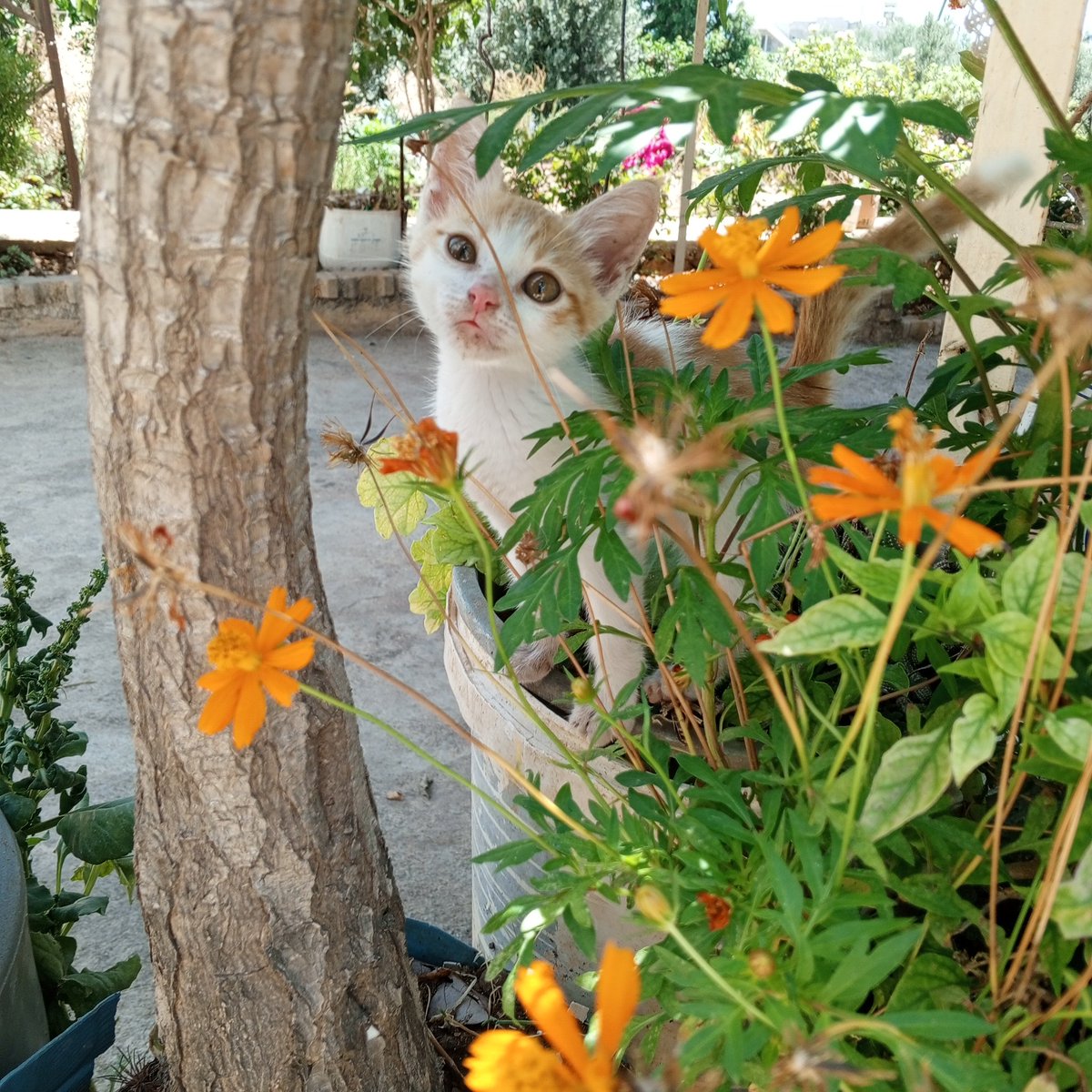 mehves333's tweet photo. Kurban olurum seni yaradana🥰💙🤗🐾🐈‍⬛ https://t.co/ZUPYQ1lN2w