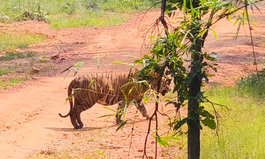 gaurravbhrdwj's tweet image. Bandhavgarh tiger reserve 
Welcome to highly tiger density Vindhya mountain forest. 
Hulk walk freely with proud and fearless. 
MP forest department reports say right now 200+ tigers walking in BTR, it’s third largest tiger population reserve in India. @BandhavgarhTig2  #wildcat