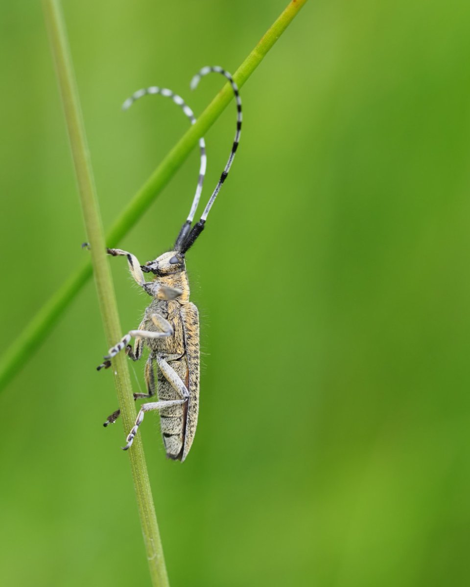 RiverCalder's tweet image. It’s #NationalInsectWeek! Insects are essential to ecosystems - pollinating plants, breaking down organic matter, enriching soil & feeding birds, fish & mammals.
Enjoy these pictures from a recent site visit, there were signs of insect life everywhere you looked!🐝 🐜 🐛
