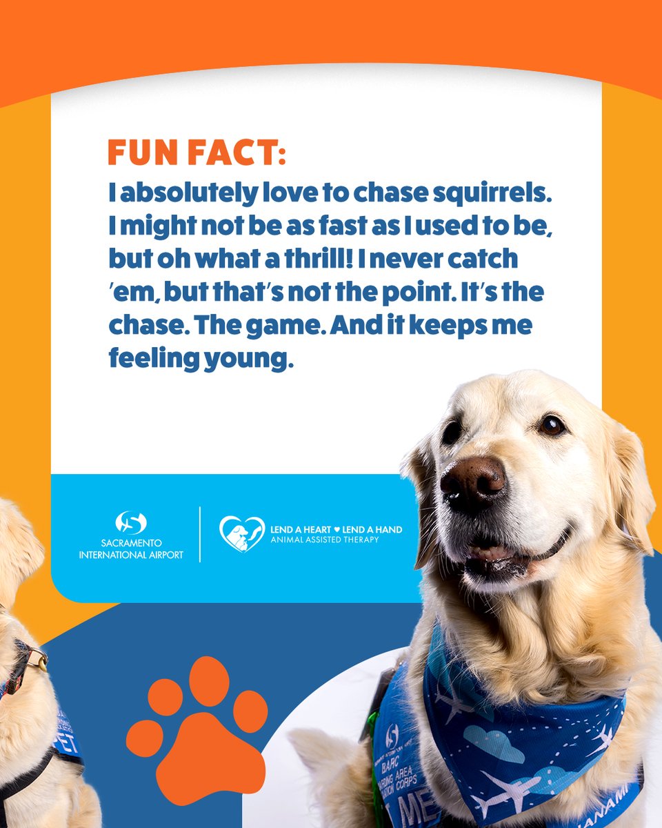 Paw-sitively thrilled to introduce Nanami! 🐾✨ This golden retriever/lab mix is a certified good girl and a proud member of our BARC squad at SMF. She’s all about belly rubs, tail wags, and chasing squirrels like it’s her job fur life. 🐿️💼