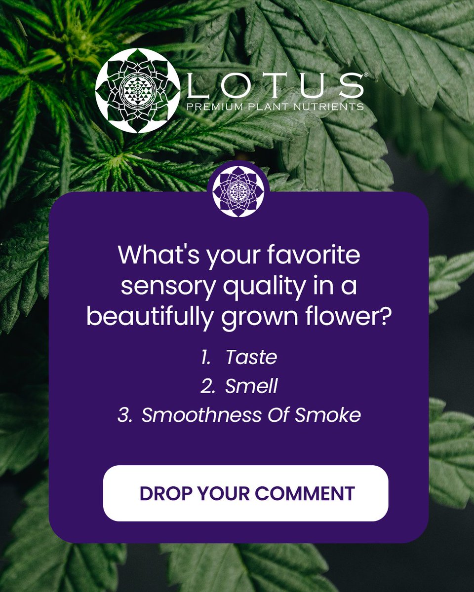 Lotus Nutrients (@lotusnutrients) on Twitter photo The ultimate cultivation question! 
After all the time, energy, and premium inputs you've invested in your garden, which aspect of the final product matters most to you? All three qualities define what separates good cannabis from truly exceptional flowers.  The ultimate cultivation question! 
After all the time, energy, and premium inputs you've invested in your garden, which aspect of the final product matters most to you? All three qualities define what separates good cannabis from truly exceptional flowers. 