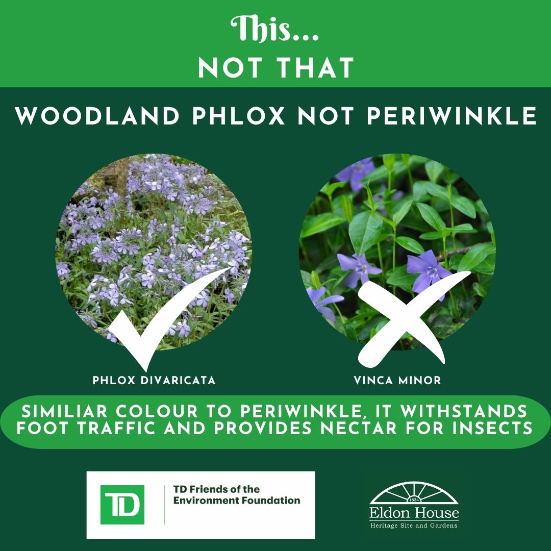 EldonHouse1834's tweet image. As we remove the vinca on the property, its good to find native plant alternatives, like woodland phlox! This plant is similar to the vinca but is better for our ecosystem. Stay tuned to learn more about woodland phlox!

#LdnOnt #NativePlants #TDFriendsOfTheEnvironment