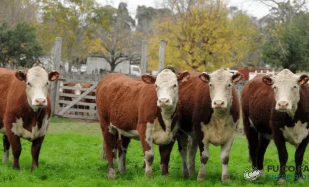 🐄Limpiar un campo de garrapatas cuesta $40.000 por animal, pero no hacerlo puede generar pérdidas de $145.000

En Entre Ríos, la lucha contra la garrapata es clave para la salud del rodeo y la rentabilidad; desde FU.CO.FA advierten que el 95% de los