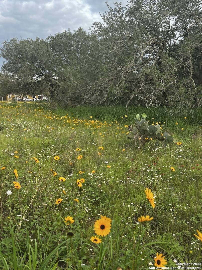TheAnaBanda's tweet photo. NO RESTRICTIONS. Stunning mature oaks and easy access via paved roads. Perfect for your dream home, mobile home, or manufactured getaway. 
Peaceful country vibes + proximity to San Antonio = best of both worlds.

Take the first step: https://t.co/23ItZkTQUo https://t.co/DsTX8cR43j