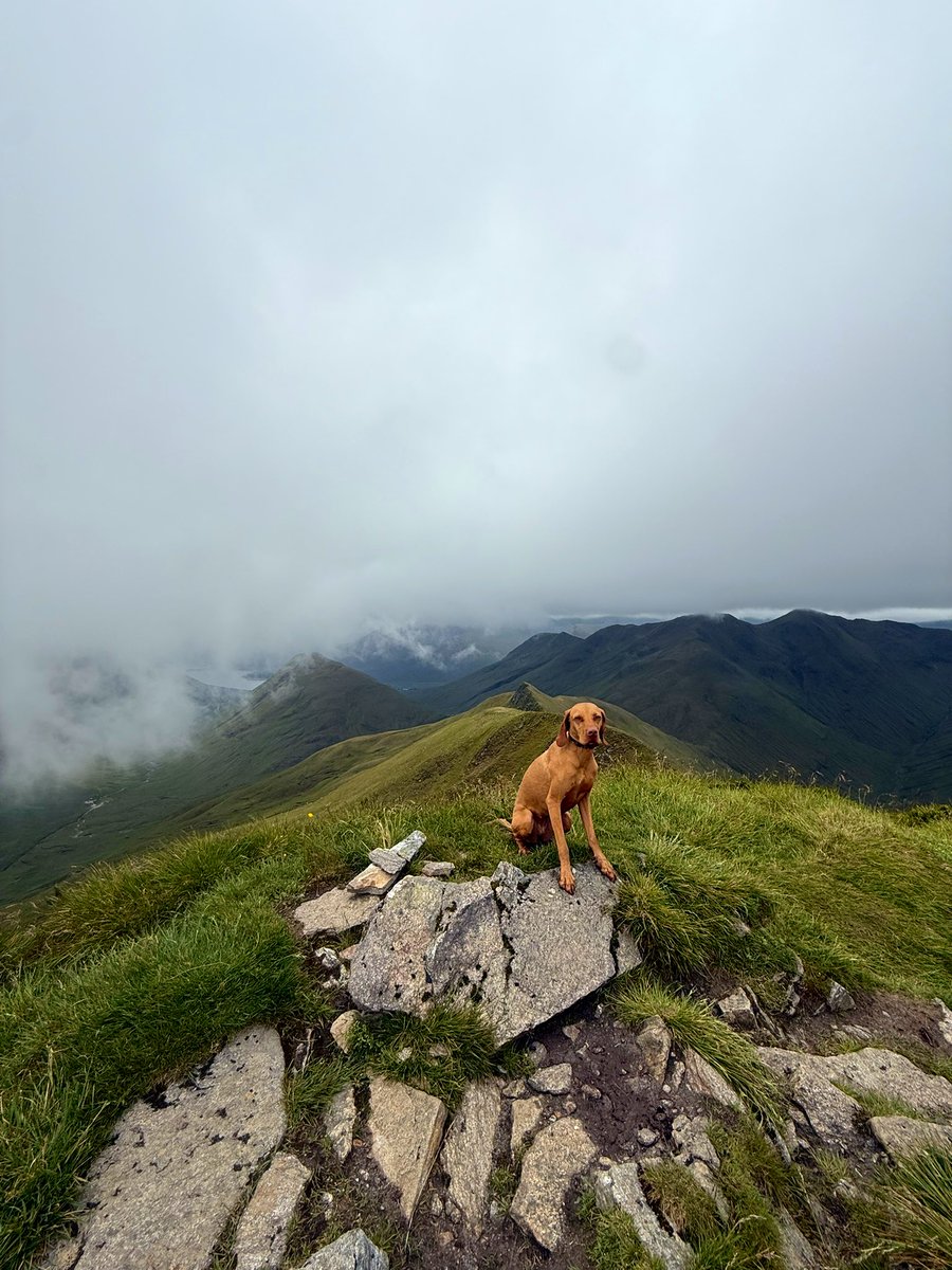 highlander tweet media