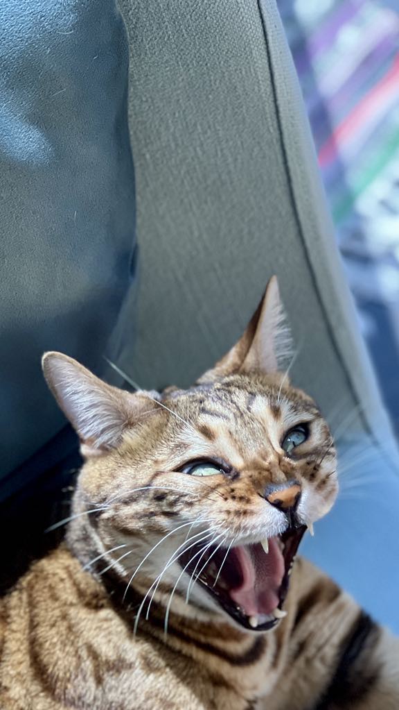 Detta är min katt. Han har inte rabies eller så. Men han klickar inte med fläkten. Fragilt psyke.