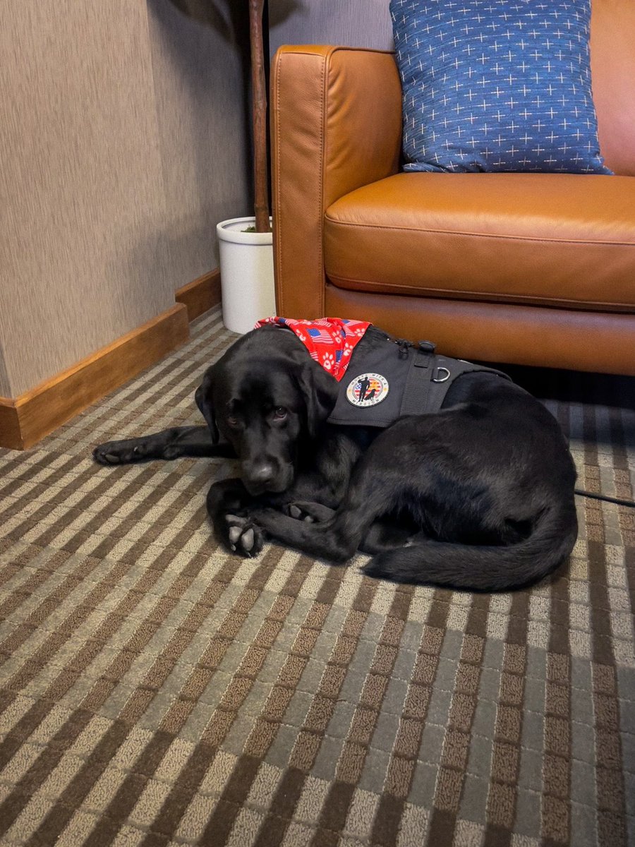 Anna Behning (@annabehning) on Twitter photo Such a pleasure meeting <a href="/BellevuePolice/">Bellevue Police</a>’s new facility/service dog, Tater & <a href="/OfcHobbs/">Ofc. Jon Hobbs</a>!! Hear all about Tater’s impact & the special bond that’s making a mark in Bellevue next week on <a href="/KETV/">KETV NewsWatch 7</a> !!🐾 Such a pleasure meeting <a href="/BellevuePolice/">Bellevue Police</a>’s new facility/service dog, Tater & <a href="/OfcHobbs/">Ofc. Jon Hobbs</a>!! Hear all about Tater’s impact & the special bond that’s making a mark in Bellevue next week on <a href="/KETV/">KETV NewsWatch 7</a> !!🐾