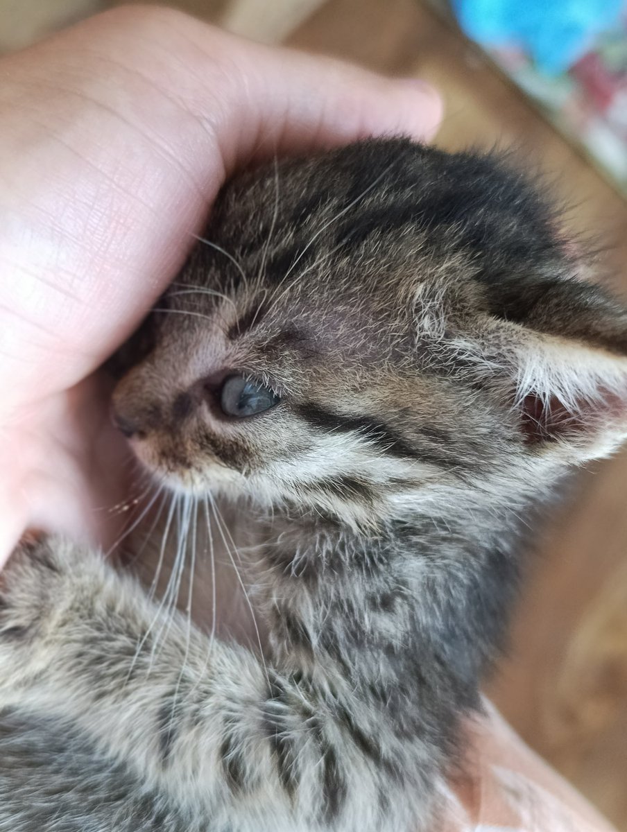 Simba u dlan zaspi. Udomi mače i ulepšaj mu život. Molim vas rt gori nam pod šapicama 🙏🙏🙏