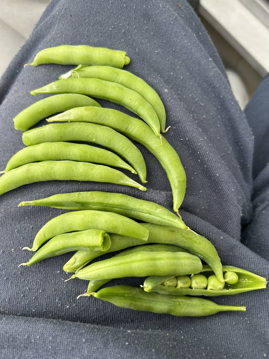 I’m not very #green fingered but am having a good go at container growing this year. So chuffed that I have lettuce, tomatoes, chillies, beans, potatoes, cucumbers, squash, courgettes, figs, and blueberries, strawberries and today some peas ready to eat! #wheelchairgardening 🇬🇬