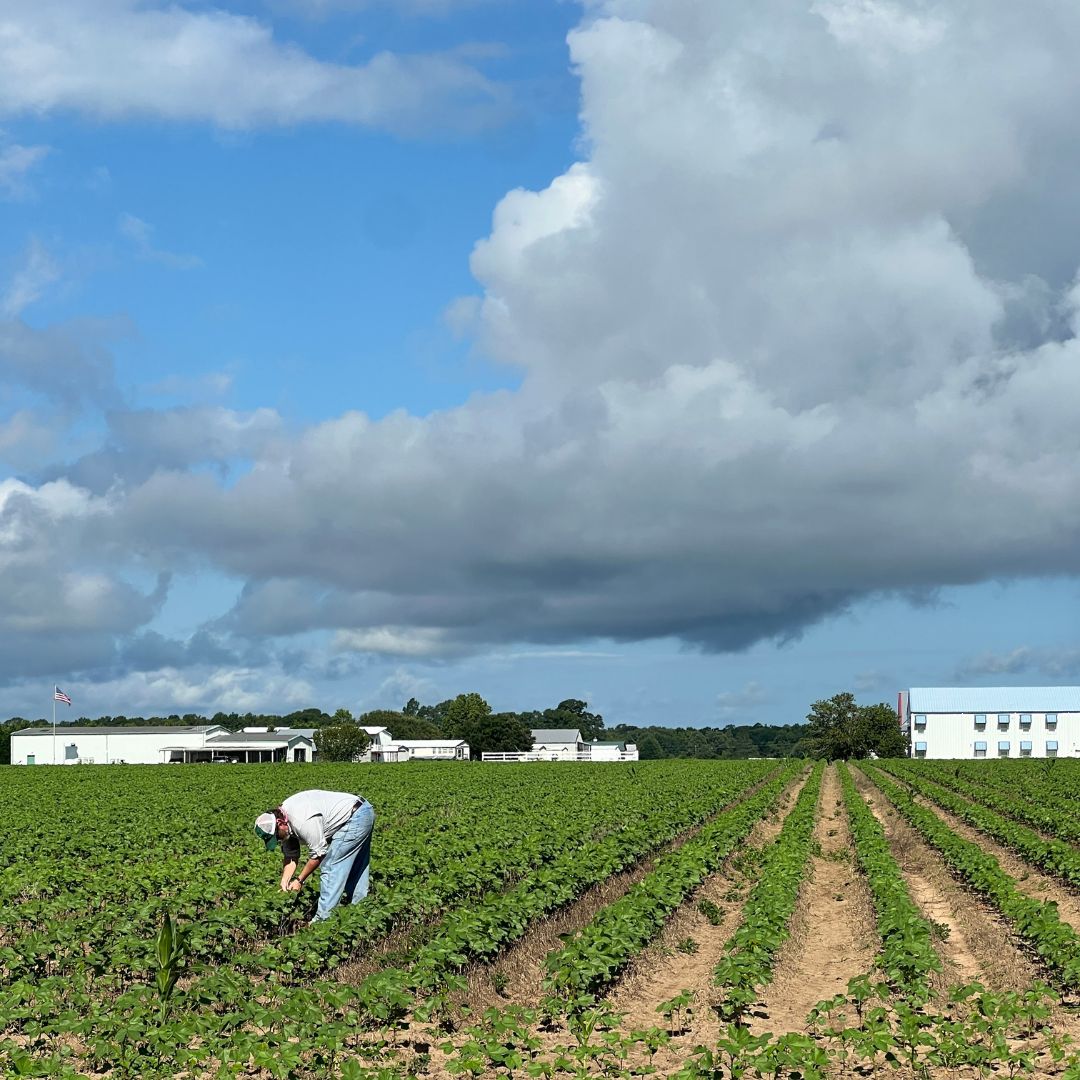 BayerTraits's tweet image. Cotton is coming in strong. Growers, what are you seeing across the Cotton Belt this year, and how are your own fields looking? We’d love to see them! Use #BayerCotton to show it off. #plant25