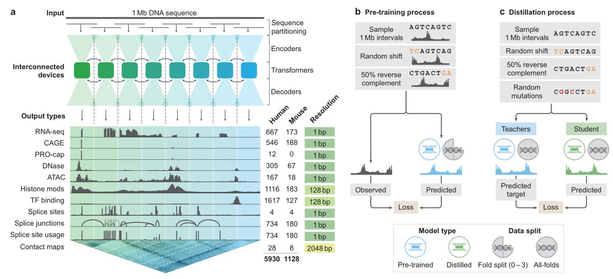 AlphaGenome: advancing regulatory variant effect prediction with a unified DNA sequence model storage.googleapis.com/deepmind-media…