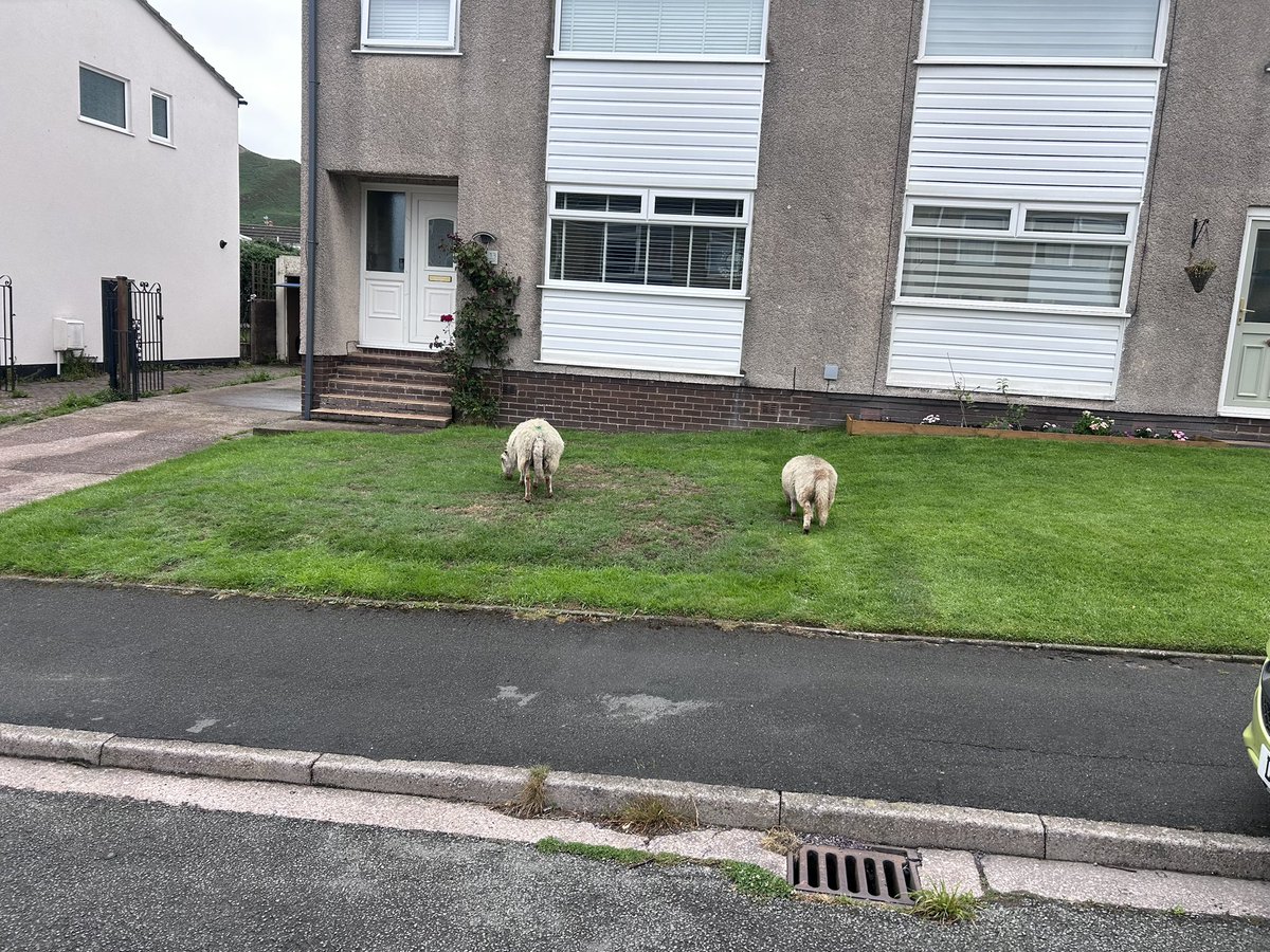 Top Tip …. Move to Wales and save a fortune on mowing your lawn when the local sheep do a good job ( for Free) 😆😆