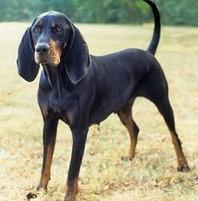 boturitter's tweet image. Professional floof model.  #BlackandTanCoonhound #DogModel #HoundDog #GoodBoy #Floof