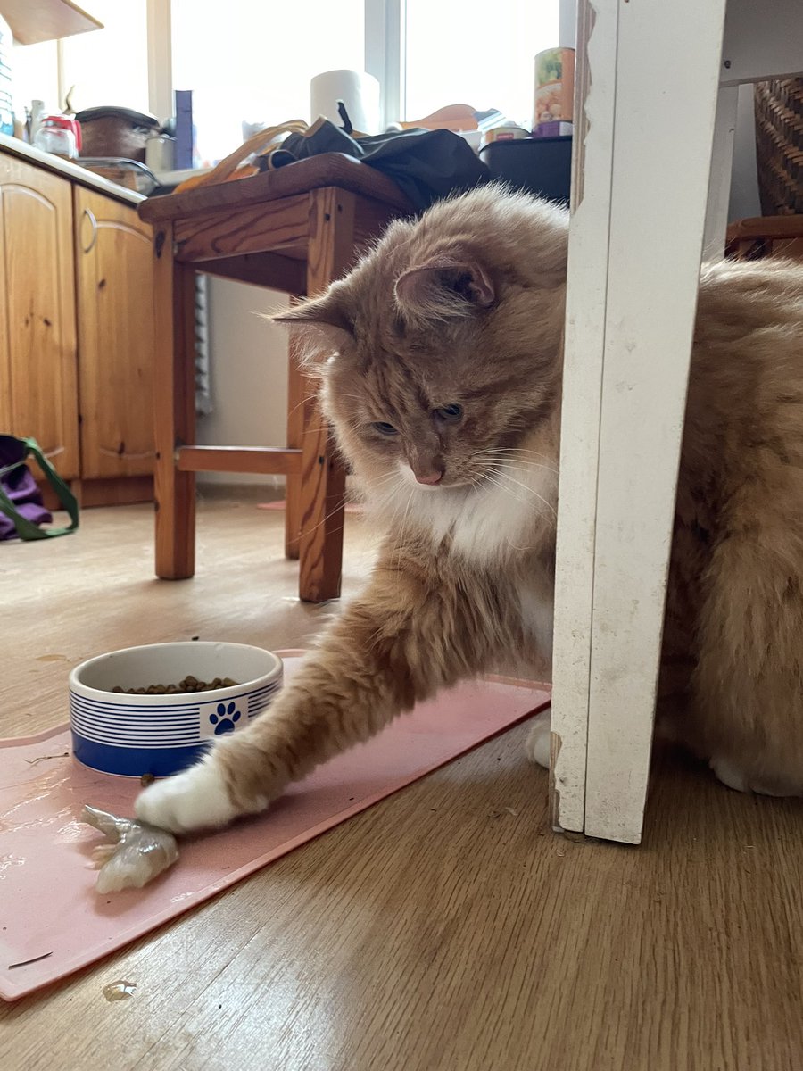 Zane no izlaiduma pārbrauca ar puķu klēpi un garnelītēm. Saprotat? Divas 🦐🦐 man iedeva, 🦐 paņēmu pats. Skaistos ziedus pārkārtošu naktī. Kāda dzīve!!! 😺