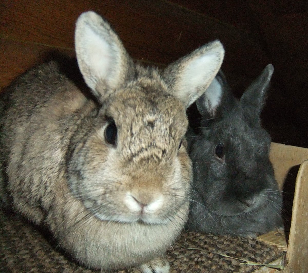 Honey-Bunny girl and Misty boy would like to thank everyone who's supported this sanctuary over the past few weeks. Supported all the bunnies here with superb gifts. With toys, much needed blankets, towels and tasty treats. With donations for urgent veterinary care, for the many
