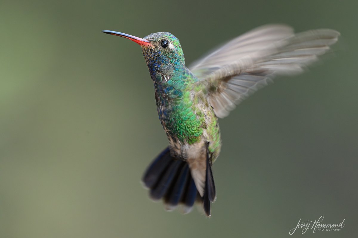 I'm in Madera Canyon, Arizona which is a great place to see and photograph birds.  Here are a couple Broad-billed Hummingbird images I was able to capture.