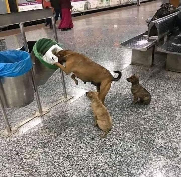 Her canlının yaşam hakkı var..