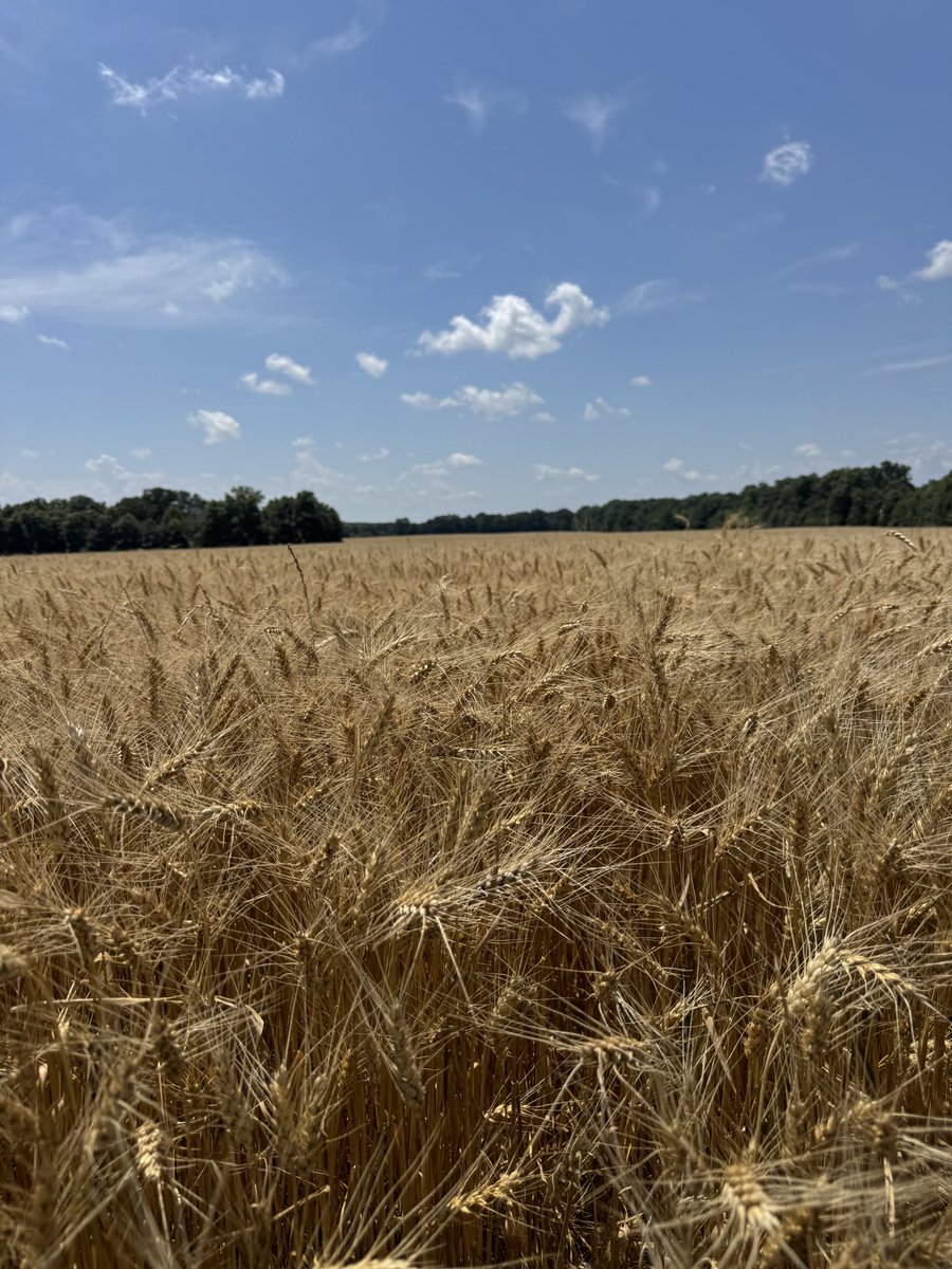 Gavin Spoor tweet media