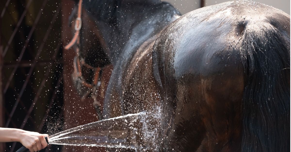 With the increased frequency of heat wave warnings in the world in which we live, this information is crucial for the horses in our care. buff.ly/t6hi29N #horselover #horses #equestrian #horseriding #horsewelfare #horsecare #climatechange