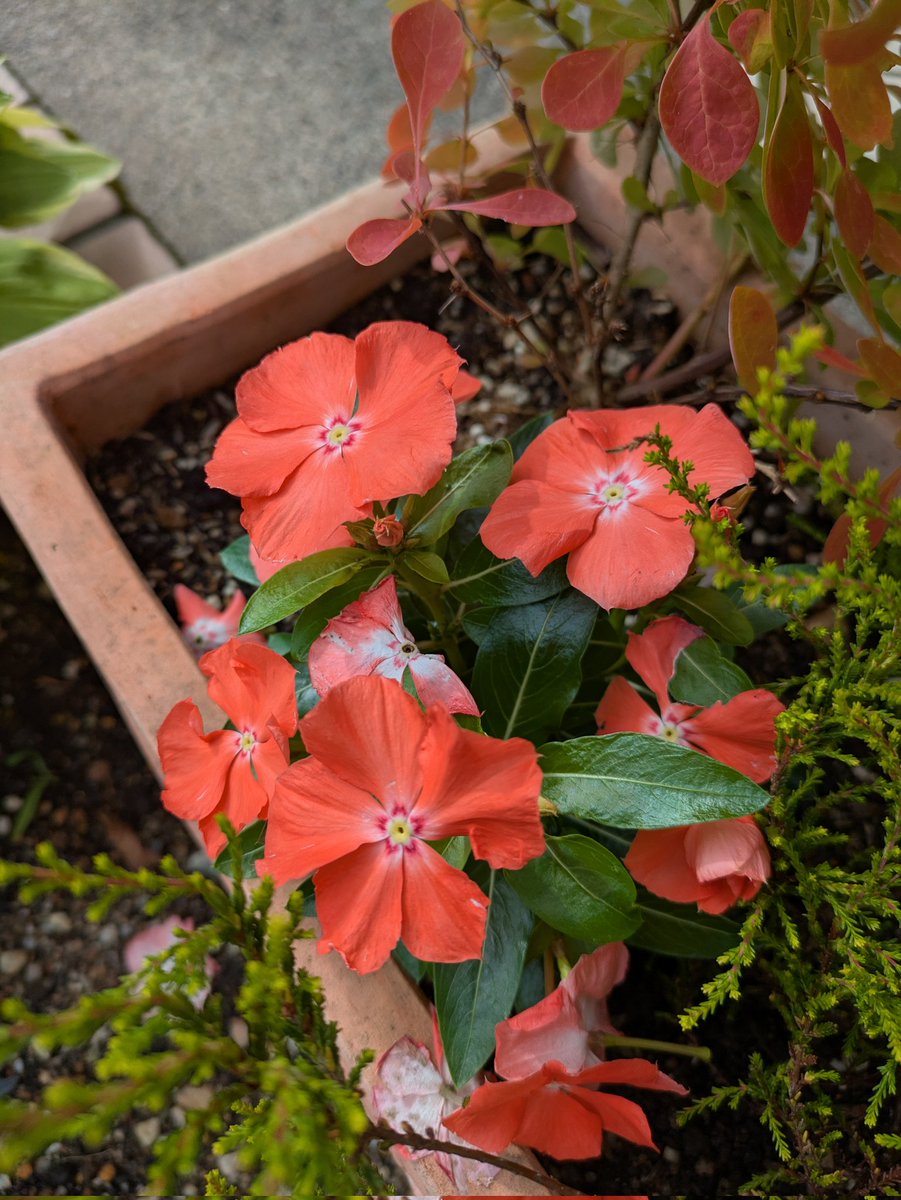 私はどうやらオレンジ色が好きなようでして☺️
夏はやっぱり鮮やかな色味が映えますね✨