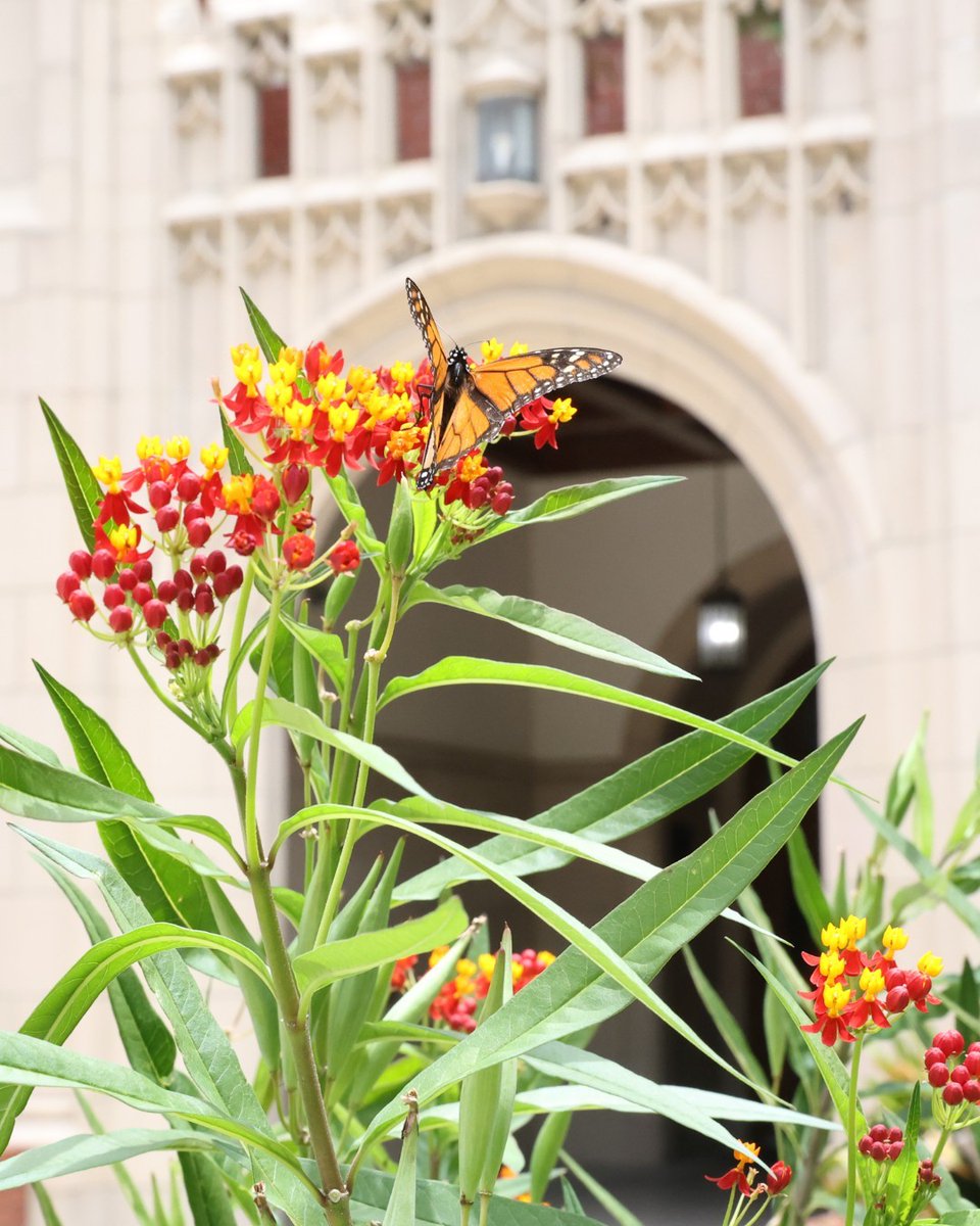 uflib's tweet image. Only the butterflies and bees left on campus, have a nice summer break Gators! 🦋