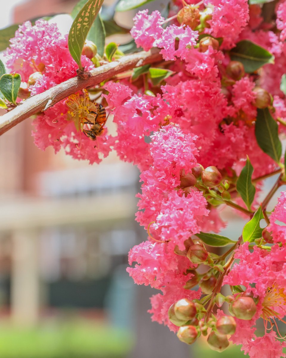 uflib's tweet image. Only the butterflies and bees left on campus, have a nice summer break Gators! 🦋