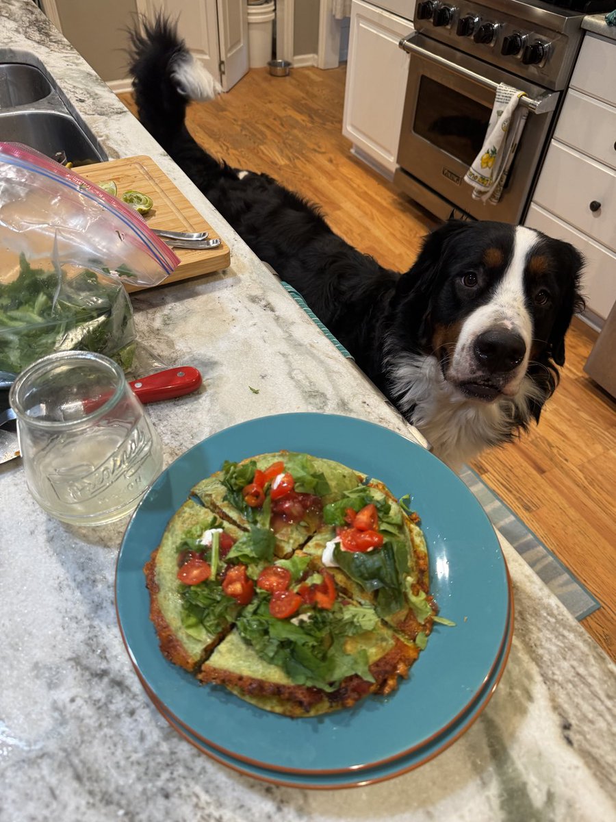 Buckeye wants to try the quesadillas mom is ready to dive into!!!  His nose is just the right height to suck in all of those incredible smells!  #bernesemountaindogs #berners