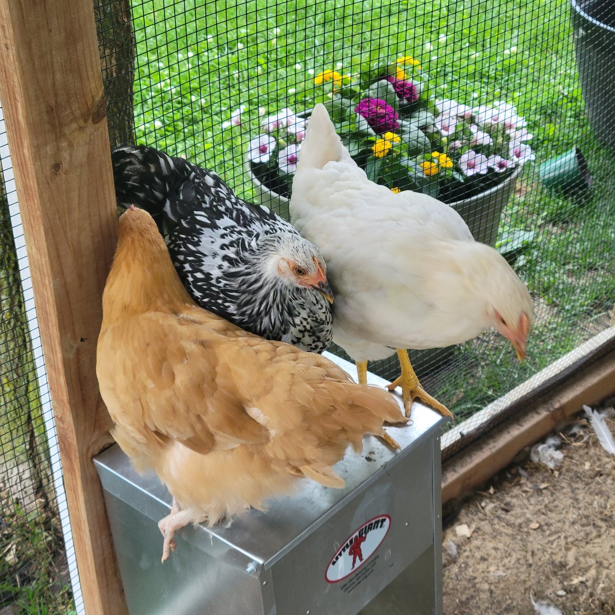 If a chicken was a man on dating sites