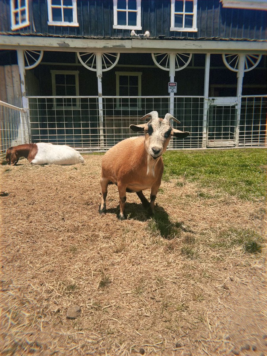 meggrollss's tweet photo. I genuinely enjoy animals more than people https://t.co/mMfyTLmEeT