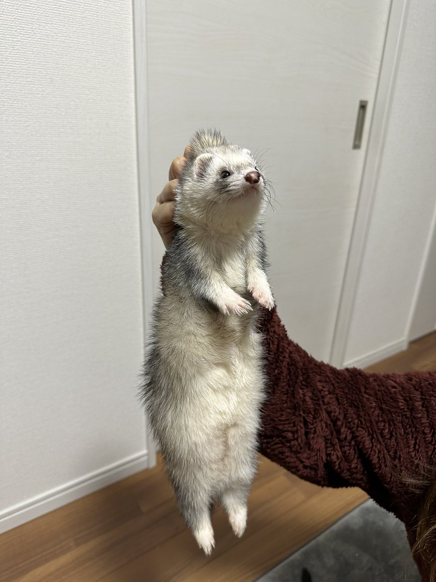 jonteeeen1's tweet image. つままれてます【定期】

何回見てもこのフォルムかわいい