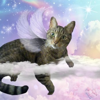 I want to thank everyone who sent condolences and compliments on our memorial. The love we feel from the anipal community is incredible. Angel Heath will be back. He just needs to practice using his wings. #CatsOfTwitter #CatsOfX #Hedgewatch #RainbowBridge