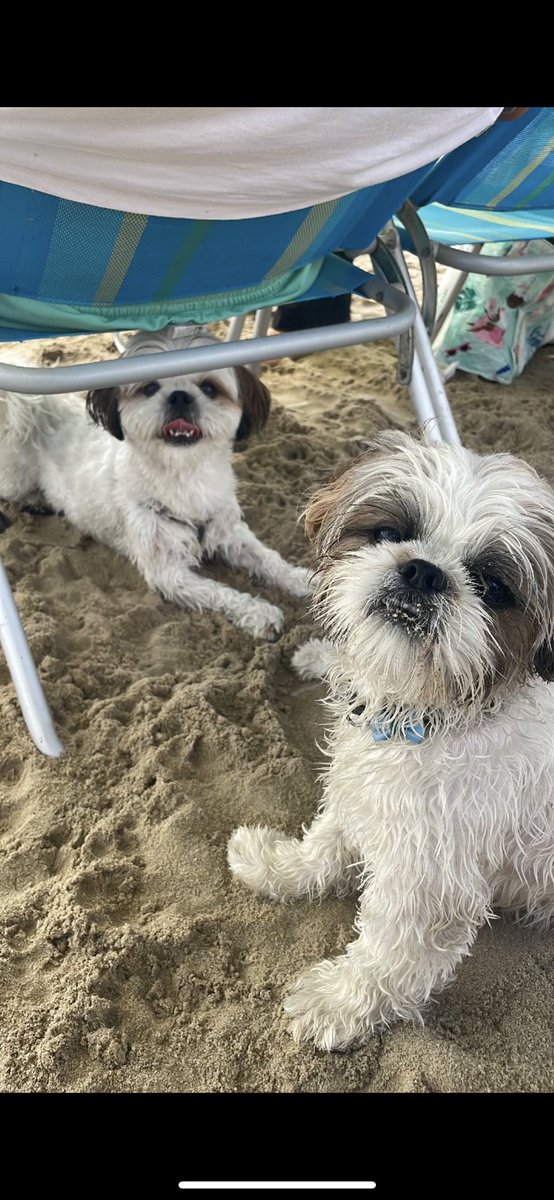 Yesterday i sat with my family in the bomb shelter.. Today we were vibing at the beach..
Life is great 🇮🇱 😇