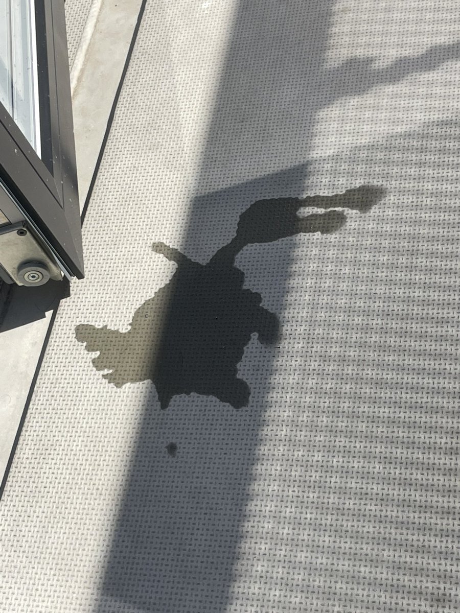 Water I spilled💧Formed it self like a duck   

I think it is the universe telling me to buy more $dolan