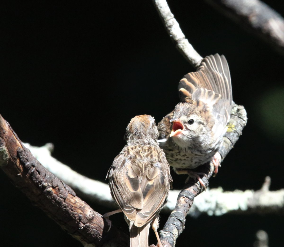 jackwbruce's tweet photo. #Atlanta Summer #Birding Doldrums? https://t.co/tvVCYPopzz https://t.co/BxcFMAyu0C