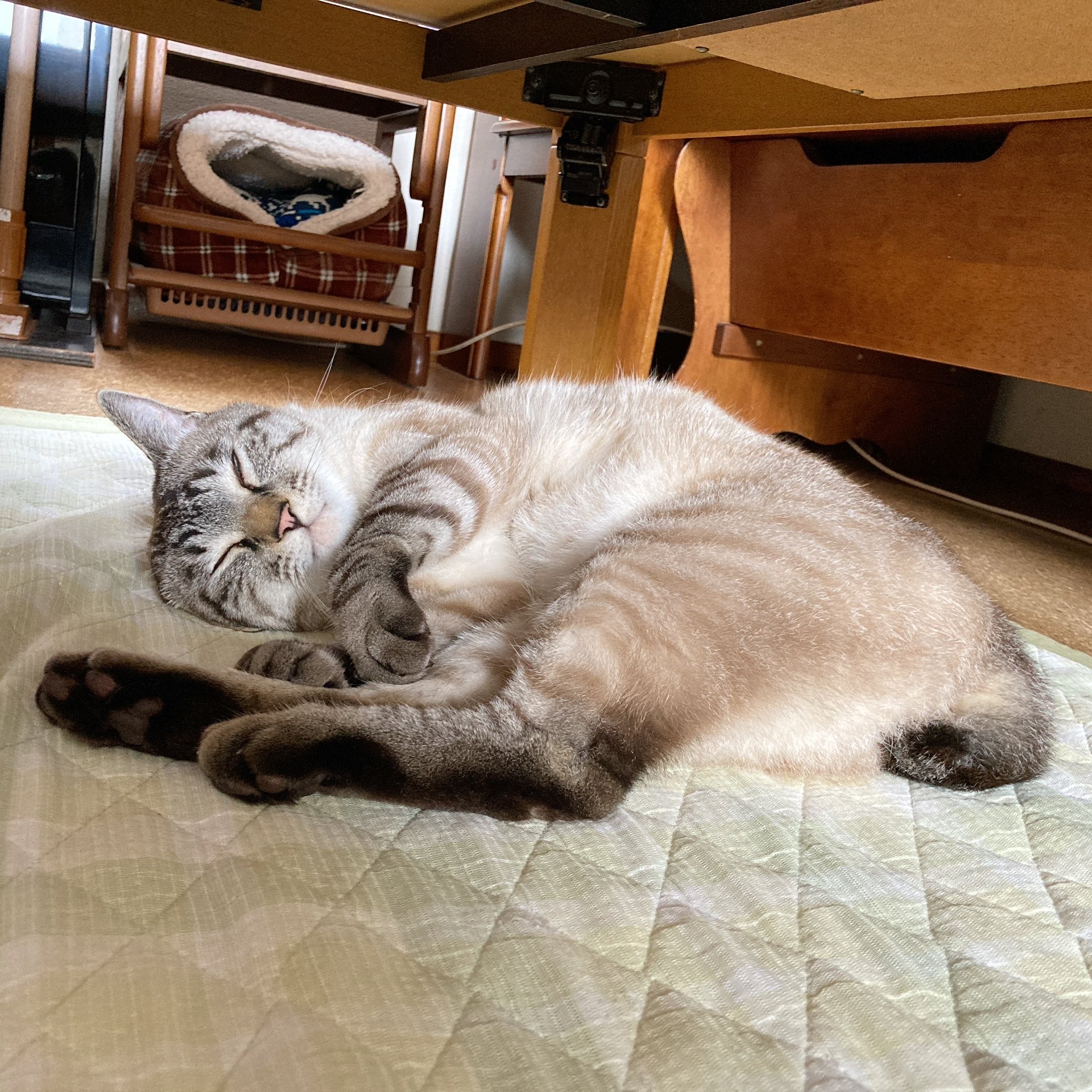 おじさまと猫｜ガンガンNET｜SQUARE ENIX