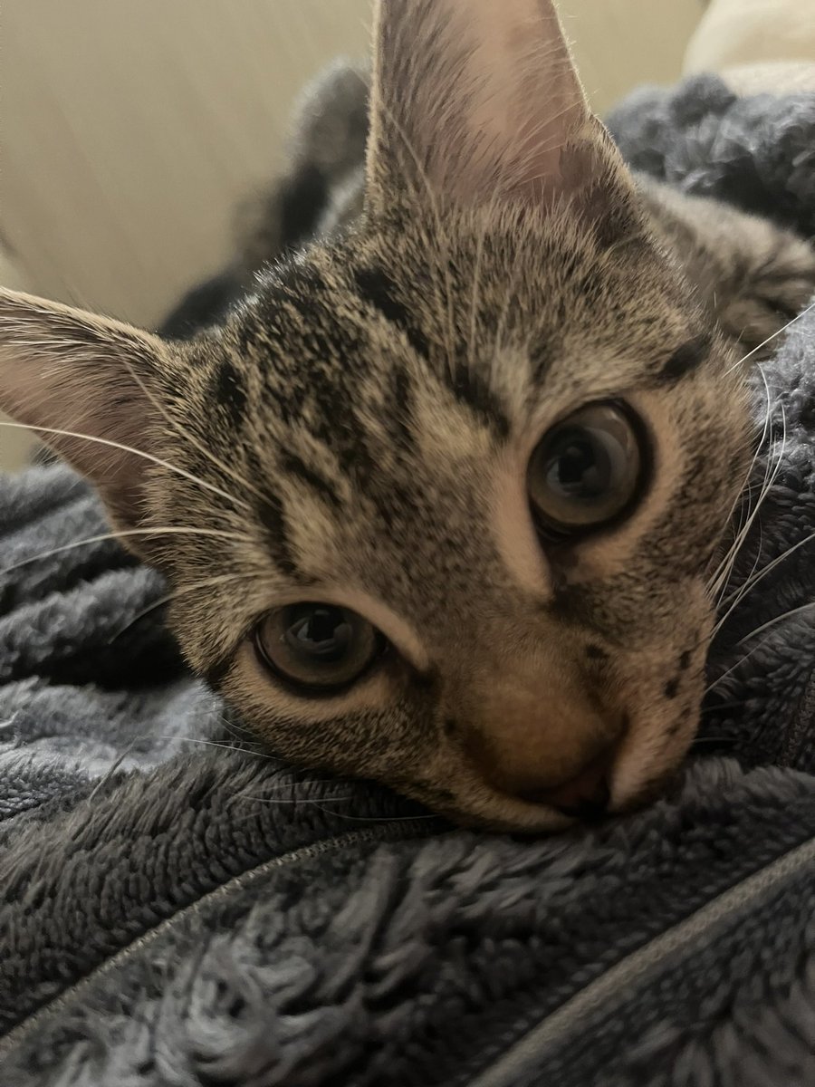 joey (@ninihead1) on Twitter photo 