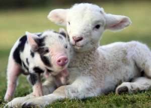 Love animals, don't eat them. Go vegan