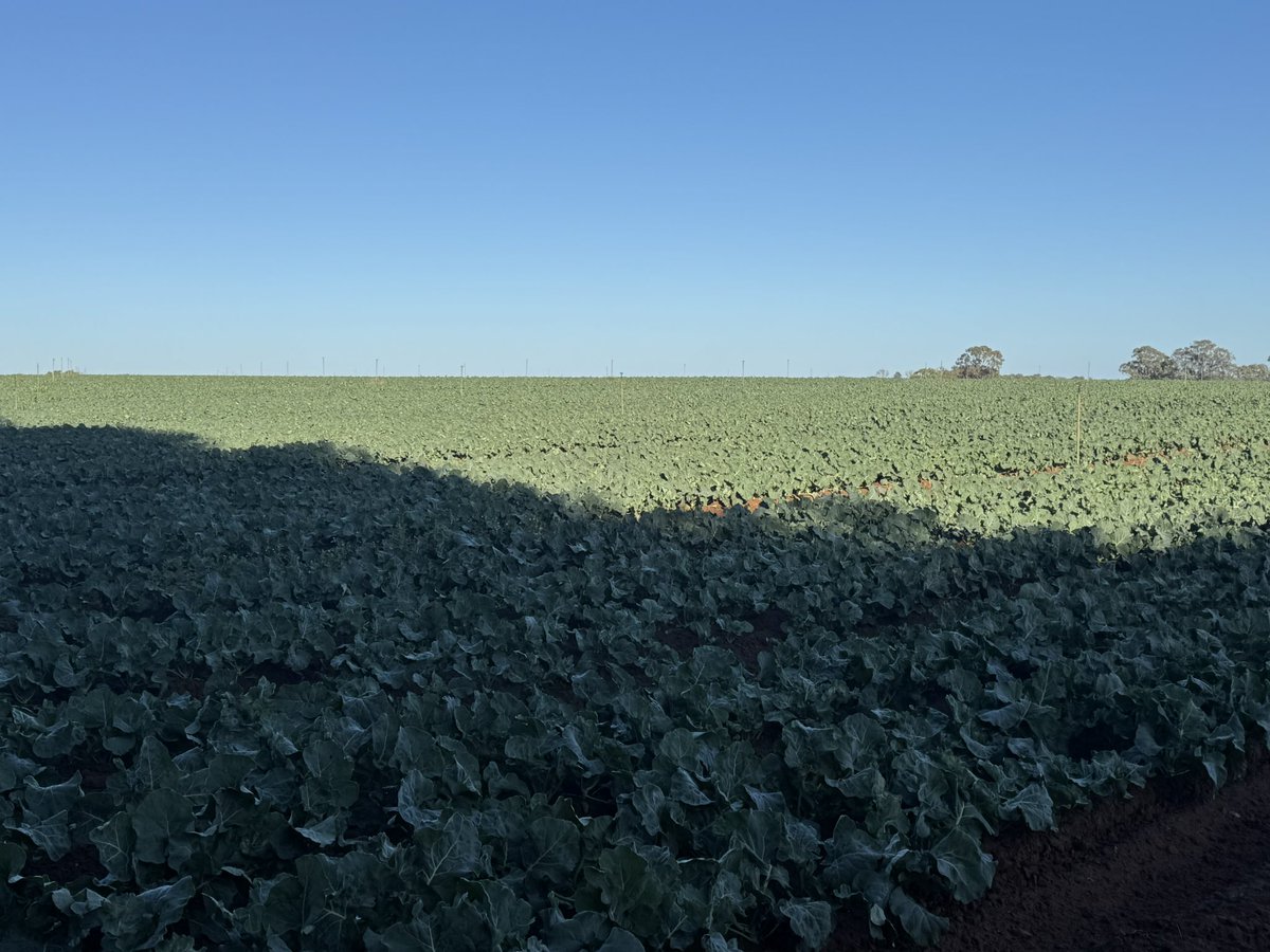 This is what broccoli dreams are make of
#certifiedorganic