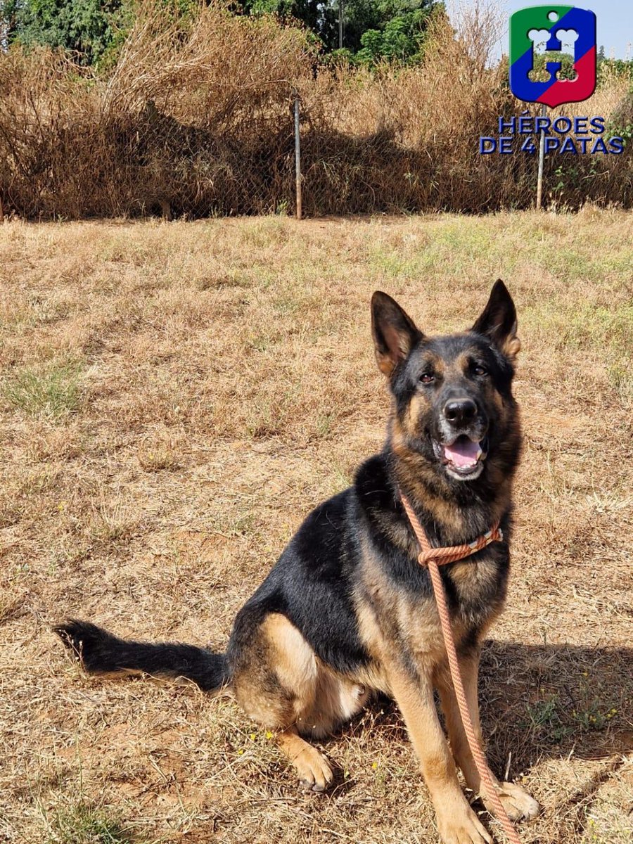 heroesde4patas's tweet image. 😶Mira que llevamos 10 años y hemos visto de todo… pero lo de Coco es difícil de digerir😩
Un perro joven, bueno, guapo, educado… y devuelto a los 6 días tras ser adoptado. Sí, 6 días.
Os lo contamos paso a paso. 🧵👇