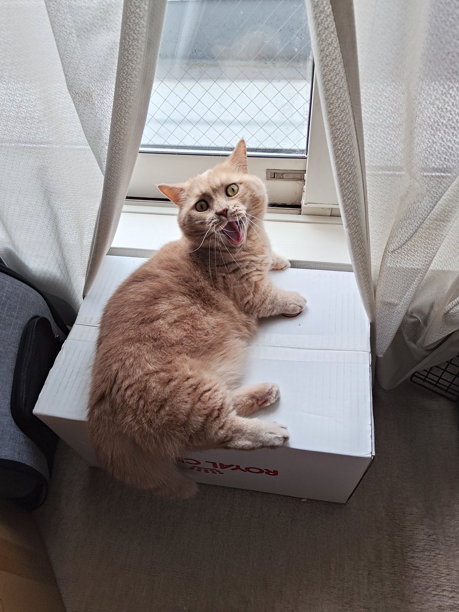 CatTakuma's tweet photo. https://t.co/ptWVdY9gPx