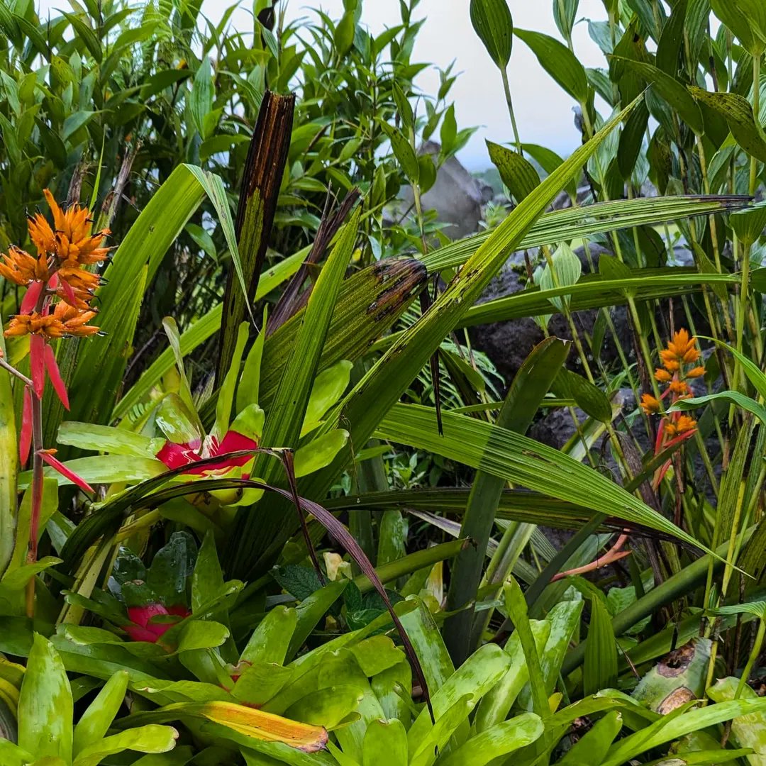 Explorica by WorldStrides tweet media