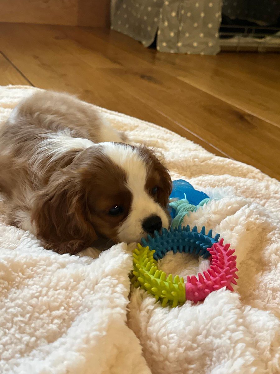 @tomroach tweet media