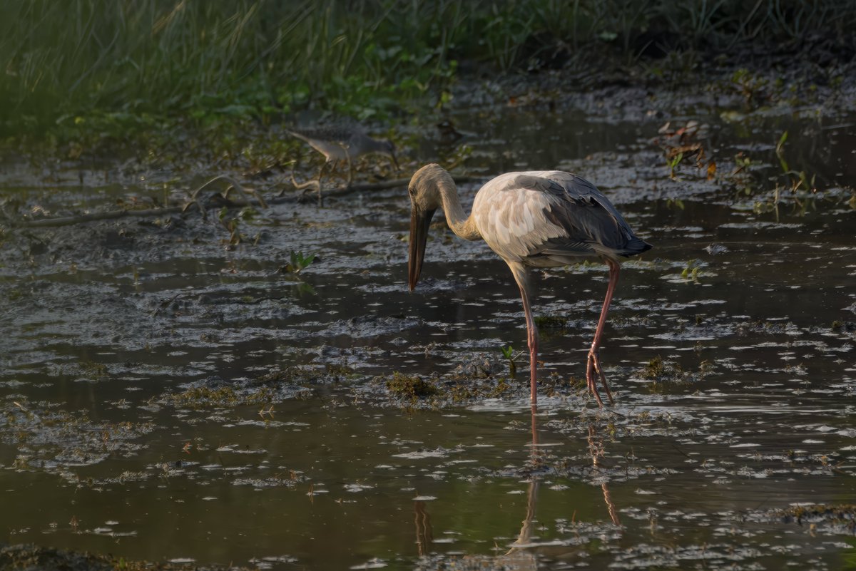 Once called the "beef-steak bird," hunted for meat, Asian Openbill घुंगिल is now protected for its vital role in wetland ecosystems.
birds.rekabira.in/2018/08/birds-…
#BirdsSeenIn2025 #BirdsOfIndia #IndiAves #ThePhotoHour #Birding #Birds #Jabalpur