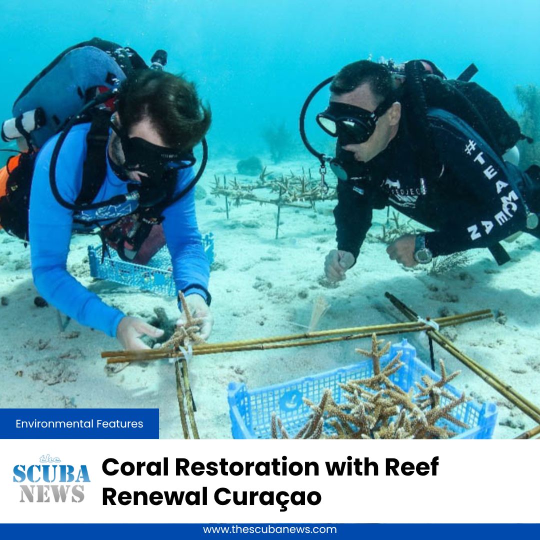 TheScubaNews's tweet photo. Over 10 years, Reef Renewal Foundation Curaçao has achieved extraordinary results in coral restoration, eco-diving, and community engagement 

♻️ 🤿 👉  https://t.co/zjoVzwGFHv

#Scuba #Diving #ScubaDiving #TSN #TheScubaNews https://t.co/W5C04bzY95