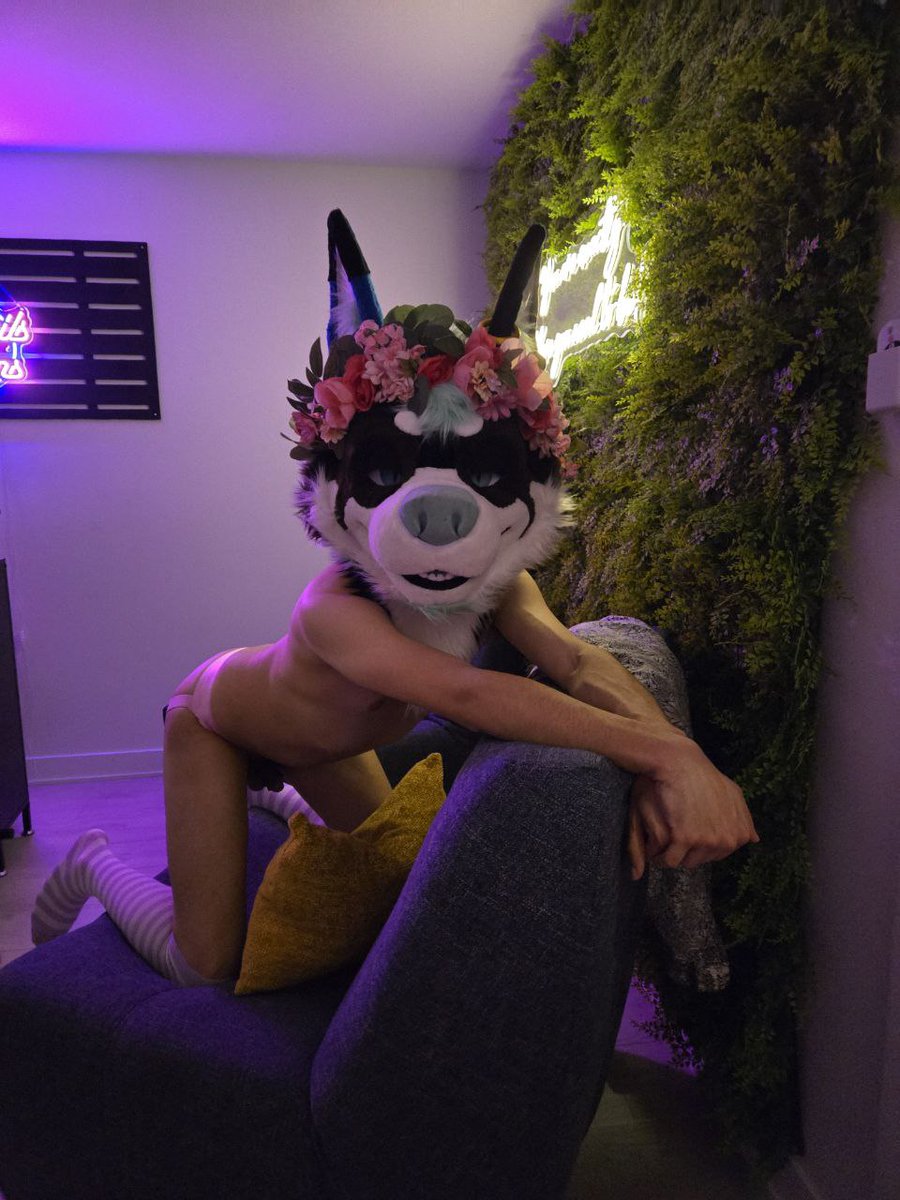 Wolves are allowed on the couch, right? 😌

#furryad #murrsuit